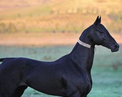 stallion Garausup (Akhal-Teke, 2000, from Mangyt)