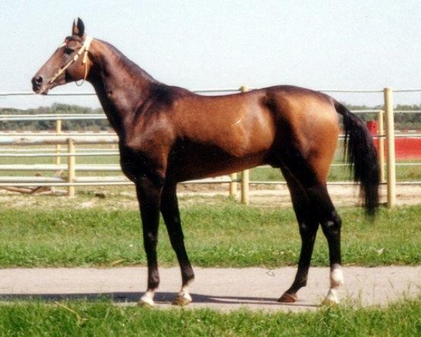 stallion Mangyt (Akhal-Teke, 1995, from Gaigysyz)