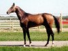 stallion Mangyt (Akhal-Teke, 1995, from Gaigysyz)