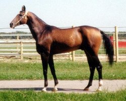 stallion Mangyt (Akhal-Teke, 1995, from Gaigysyz)