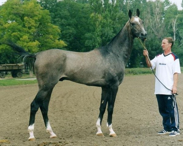 Deckhengst Djeiran (Achal Tekkiner, 1999, von Alaman)