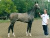 stallion Djeiran (Akhal-Teke, 1999, from Alaman)