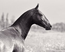 stallion Geldybatyr (Akhal-Teke, 2007, from Murgab)