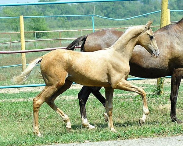 horse Ovgankala (Akhal-Teke, 2013, from Piastr)