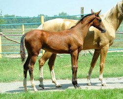 horse Mayada (Akhal-Teke, 2013, from Shakhid)