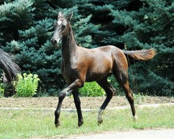 horse Mardjana (Akhal-Teke, 2013, from Yazaidym)