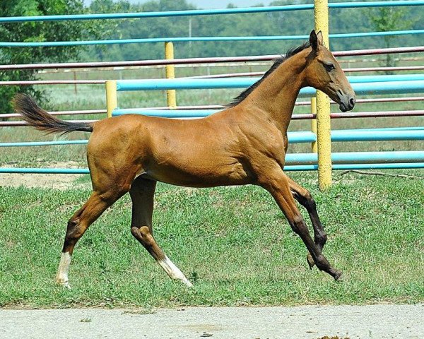 horse Gulsaya (Akhal-Teke, 2013, from Yazaidym)