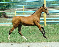 horse Gulsaya (Akhal-Teke, 2013, from Yazaidym)