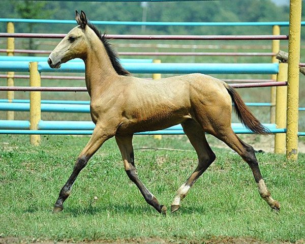 Pferd Gravura (Achal Tekkiner, 2013, von Piastr)