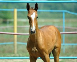 horse Galiba (Akhal-Teke, 2013, from Murgab)