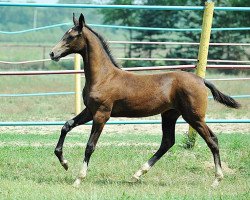 horse Gaida (Akhal-Teke, 2013, from Karaoglan)