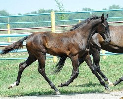 horse Akvatoria (Akhal-Teke, 2013, from Karaoglan)