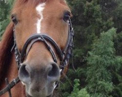 dressage horse Robespierre Son (Hanoverian, 2006, from Robespierre)