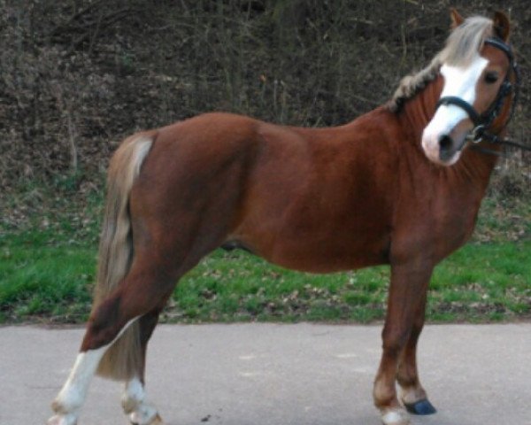 Pferd Rheinmünster's Amado (Welsh Mountain Pony (Sek.A), 2010, von Boskant's Adonis)