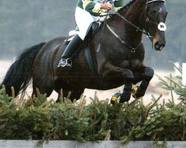 Pferd Muskatell JL (Schwedisches Warmblut, 1997, von Le Mans xx 824)