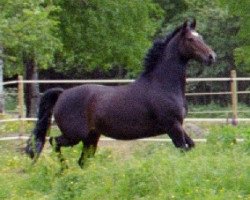 Zuchtstute Timotella (F2) 27305 (Schwedisches Warmblut, 1998, von Trofé 703)