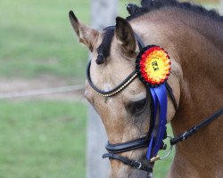 dressage horse Das Sonntagskind (Rheinländer, 2005, from Don Joshi)