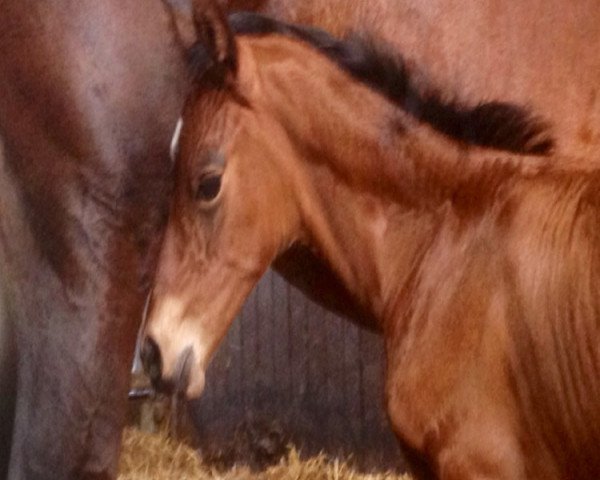 broodmare Galaktica (Hanoverian, 2013, from Grey Top)