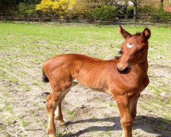 broodmare Viveza (Hanoverian, 2013, from Verdi)