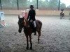 jumper Pico 135 (German Riding Pony, 1996, from Platello)