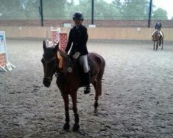 jumper Pico 135 (German Riding Pony, 1996, from Platello)