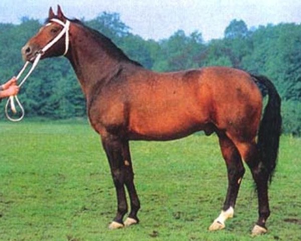 stallion Adept (Hanoverian, 1971, from Archimedes)