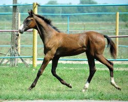 horse Priboy (Akhal-Teke, 2013, from Piastr)