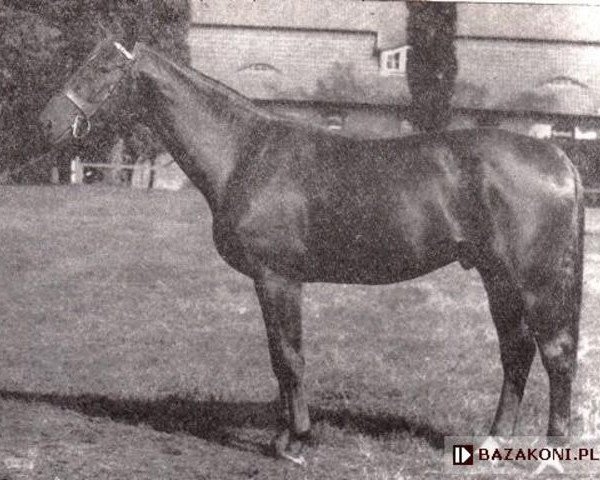 stallion Leszek (Great Poland (wielkopolska), 1965, from Kosmos)