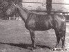 stallion Leszek (Great Poland (wielkopolska), 1965, from Kosmos)