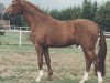stallion Gotenkönig (Hanoverian, 1986, from Grenadier)