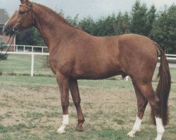 stallion Gotenkönig (Hanoverian, 1986, from Grenadier)