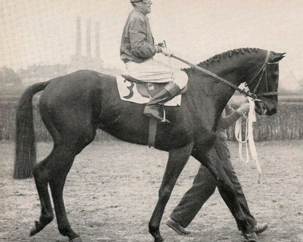 stallion Atatuerk xx (Thoroughbred, 1951, from Ticino xx)