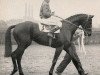 stallion Atatuerk xx (Thoroughbred, 1951, from Ticino xx)