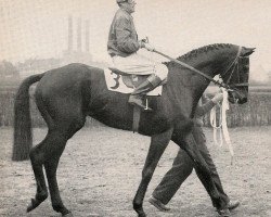 stallion Atatuerk xx (Thoroughbred, 1951, from Ticino xx)