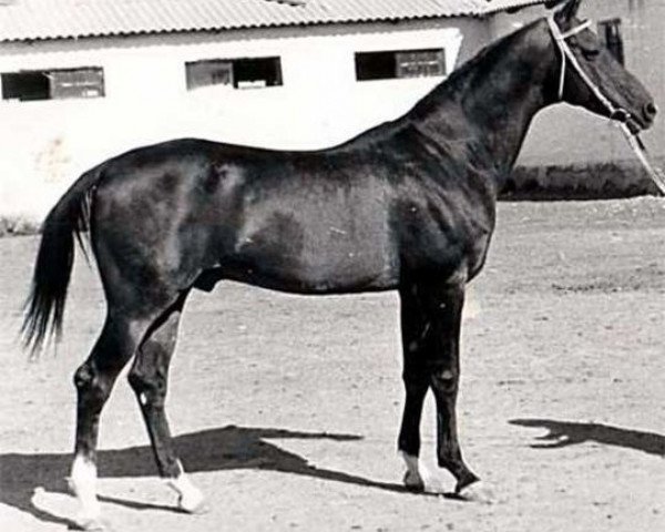 stallion Khalif (Akhal-Teke, 1969, from Fakirpelvan)