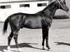 stallion Khalif (Akhal-Teke, 1969, from Fakirpelvan)