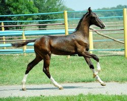 horse Kemalbek (Akhal-Teke, 2013, from Piastr)