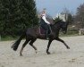 dressage horse Schufro's Flocke (Rhinelander, 2007, from San Schufro)