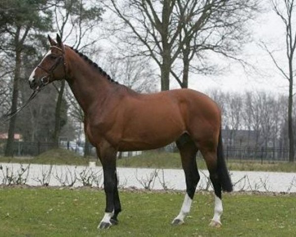 stallion van Schijndel’s Rascin (Hanoverian, 1995, from Ramiro Z)