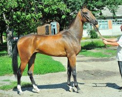 horse Yazdursun (Akhal-Teke, 2011, from Murgab)