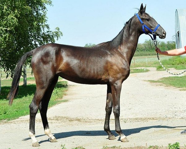 horse Yakhta (Akhal-Teke, 2011, from Murgab)