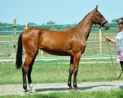 horse Yagdy (Akhal-Teke, 2012, from Murgab)