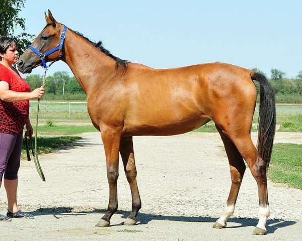 horse Paseka (Akhal-Teke, 2011, from Paikend)