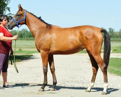 horse Paseka (Akhal-Teke, 2011, from Paikend)