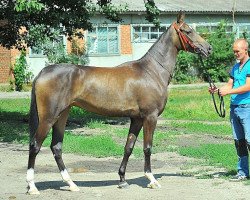 horse Pallada (Akhal-Teke, 2011, from Piastr)