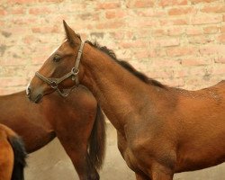 horse Murchali (Akhal-Teke, 2012, from Murgab)