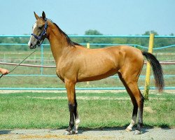 horse Metropolia (Akhal-Teke, 2012, from Yazaidym)