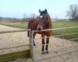 broodmare Urera (Holsteiner, 2004, from Acobat II)