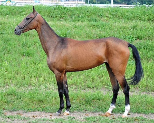 broodmare Masara (Akhal-Teke, 2009, from Yazaidym)