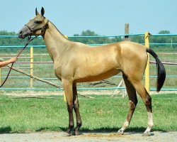 horse Granitsa (Akhal-Teke, 2012, from Murgab)